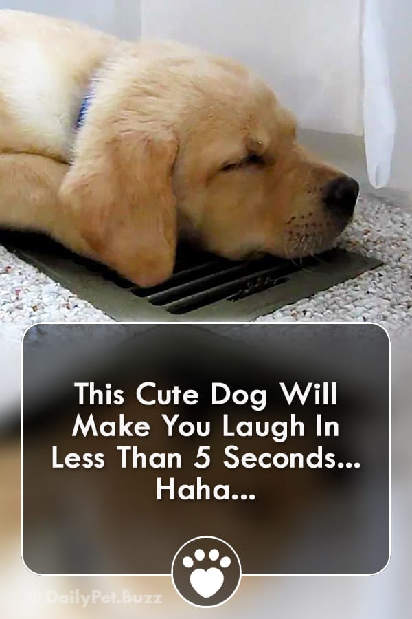 This Cute Dog Will Make You Laugh In Less Than 5 Seconds... Haha...
