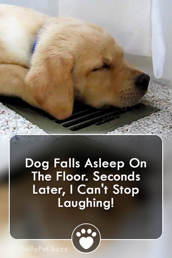 Dog Falls Asleep On The Floor. Seconds Later, I Can\'t Stop Laughing!