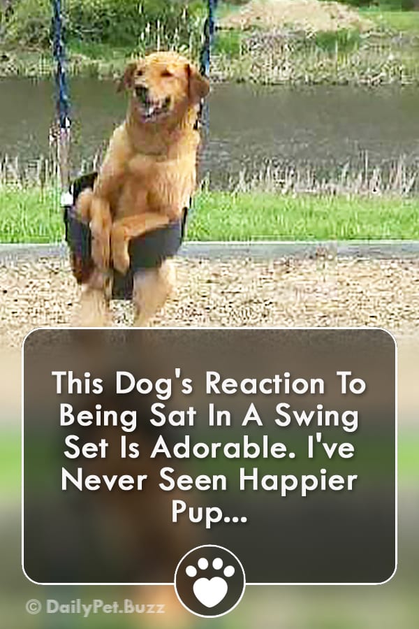 This Dog\'s Reaction To Being Sat In A Swing Set Is Adorable. I\'ve Never Seen Happier Pup...