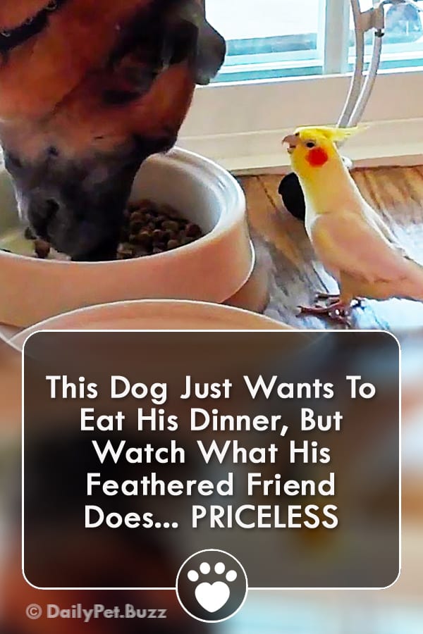This Dog Just Wants To Eat His Dinner, But Watch What His Feathered Friend Does... PRICELESS