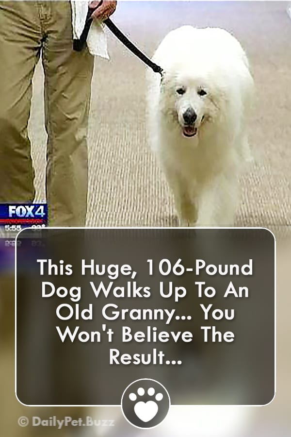 This Huge, 106-Pound Dog Walks Up To An Old Granny... You Won\'t Believe The Result...