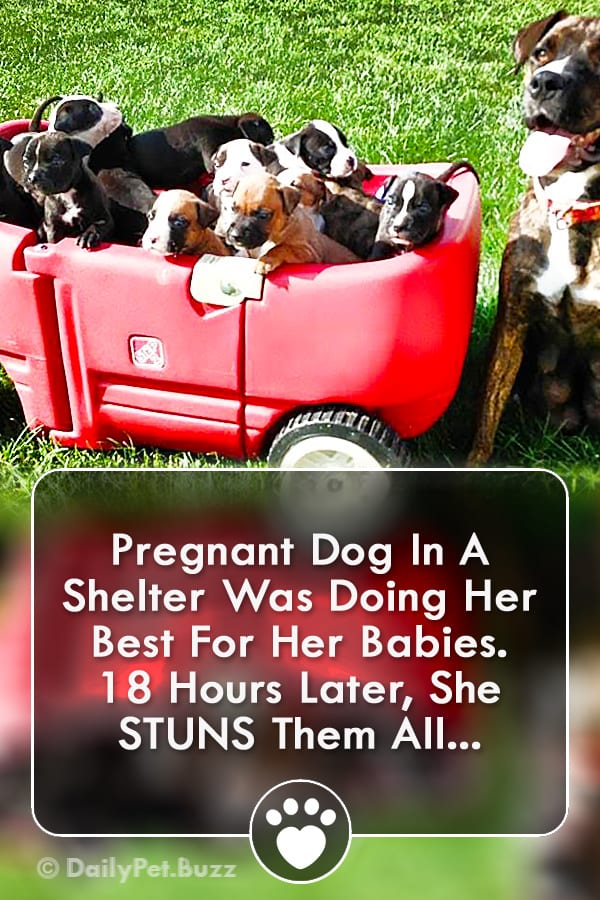 Pregnant Dog In A Shelter Was Doing Her Best For Her Babies. 18 Hours Later, She STUNS Them All...