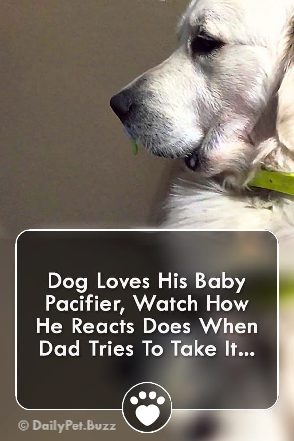 Dog Loves His Baby Pacifier, Watch How He Reacts Does When Dad Tries To Take It...