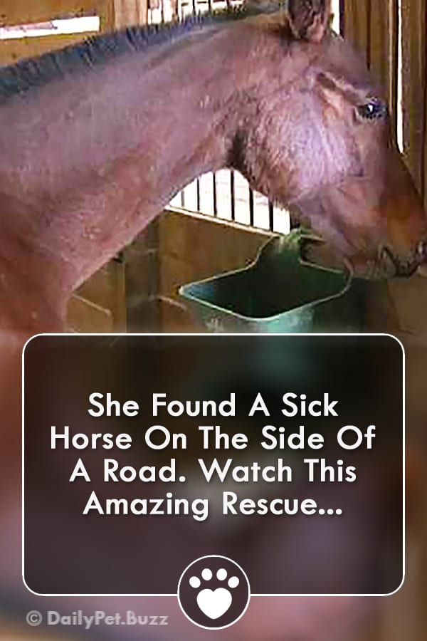 She Found A Sick Horse On The Side Of A Road. Watch This Amazing Rescue...