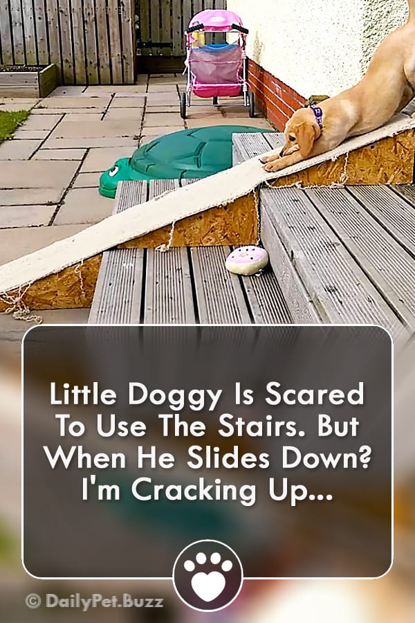 Little Doggy Is Scared To Use The Stairs. But When He Slides Down? I\'m Cracking Up...