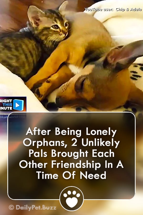 After Being Lonely Orphans, 2 Unlikely Pals Brought Each Other Friendship In A Time Of Need