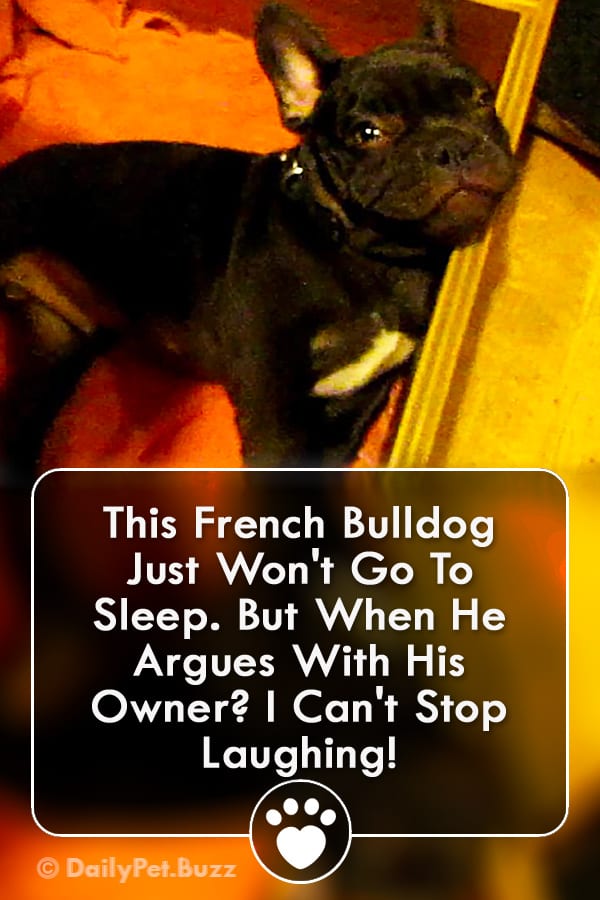 This French Bulldog Just Won\'t Go To Sleep. But When He Argues With His Owner? I Can\'t Stop Laughing!