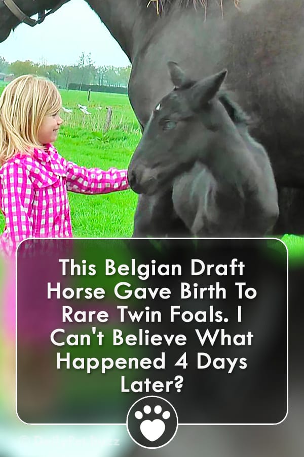 This Belgian Draft Horse Gave Birth To Rare Twin Foals. I Can\'t Believe What Happened 4 Days Later?