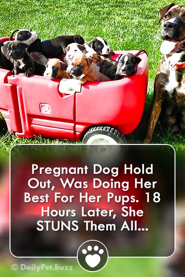 Pregnant Dog Hold Out, Was Doing Her Best For Her Pups. 18 Hours Later, She STUNS Them All...