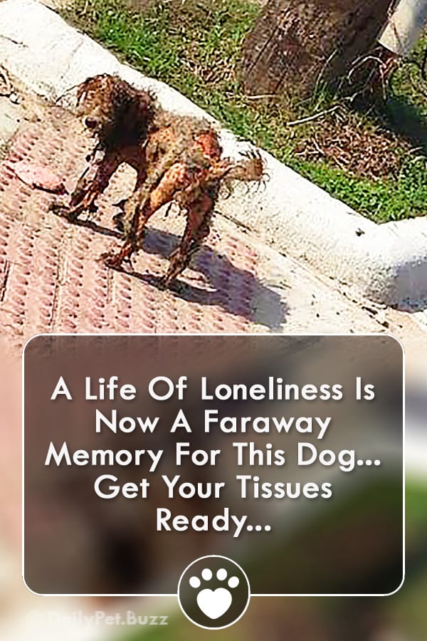 A Life Of Loneliness Is Now A Faraway Memory For This Dog... Get Your Tissues Ready...