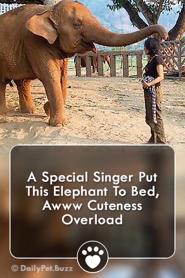 A Special Singer Put This Elephant To Bed, Awww Cuteness Overload