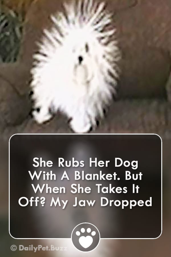 She Rubs Her Dog With A Blanket. But When She Takes It Off? My Jaw Dropped