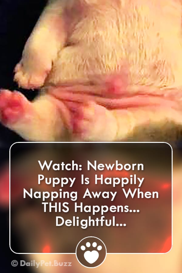 Watch: Newborn Puppy Is Happily Napping Away When THIS Happens... Delightful...