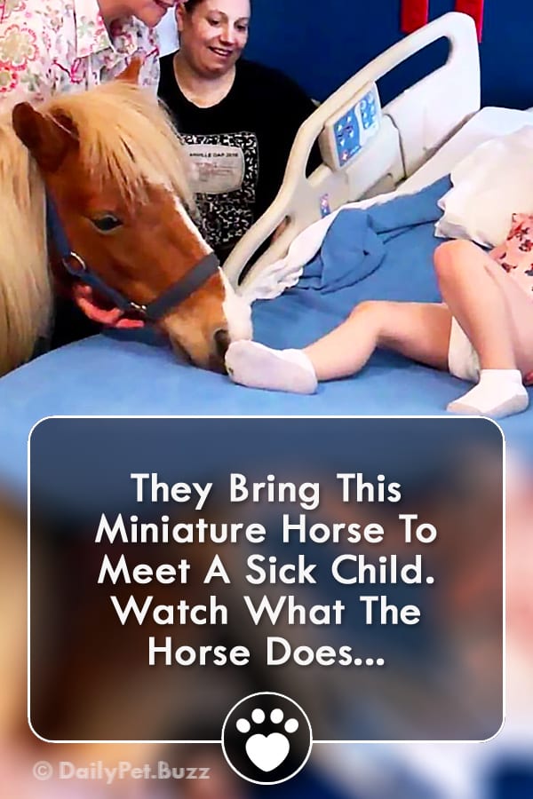 They Bring This Miniature Horse To Meet A Sick Child. Watch What The Horse Does...