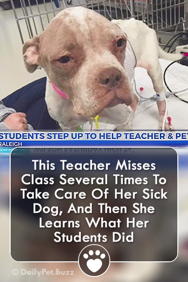 This Teacher Misses Class Several Times To Take Care Of Her Sick Dog, And Then She Learns What Her Students Did