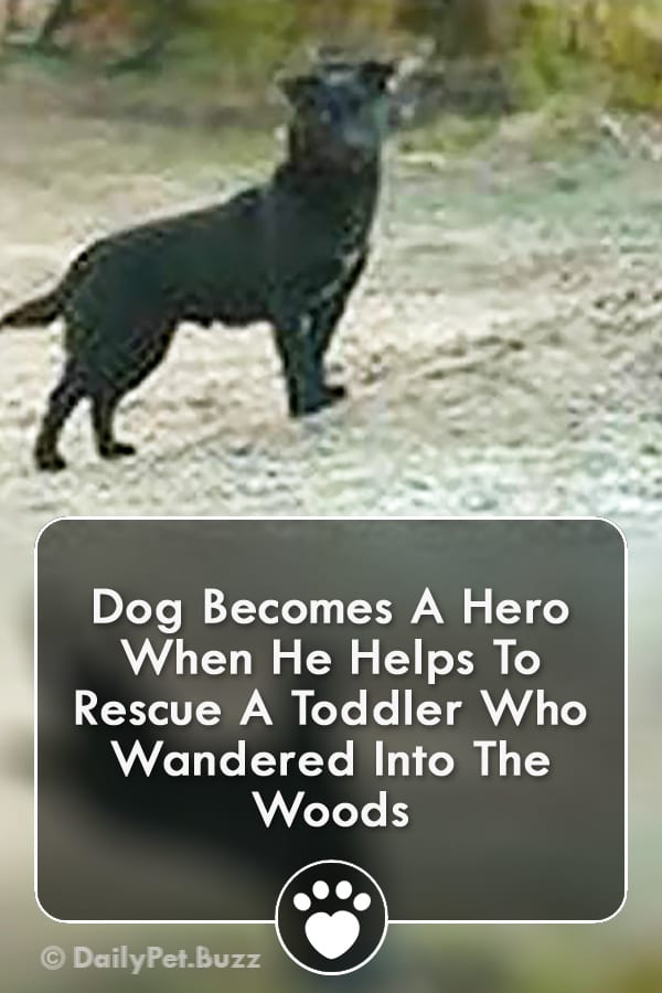 Dog Becomes A Hero When He Helps To Rescue A Toddler Who Wandered Into The Woods