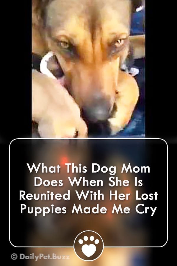 What This Dog Mom Does When She Is Reunited With Her Lost Puppies Made Me Cry