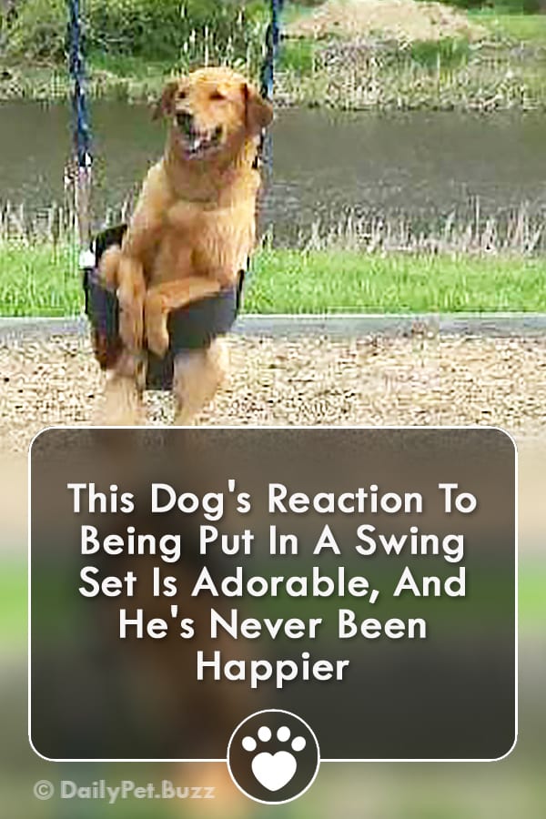 This Dog\'s Reaction To Being Put In A Swing Set Is Adorable, And He\'s Never Been Happier