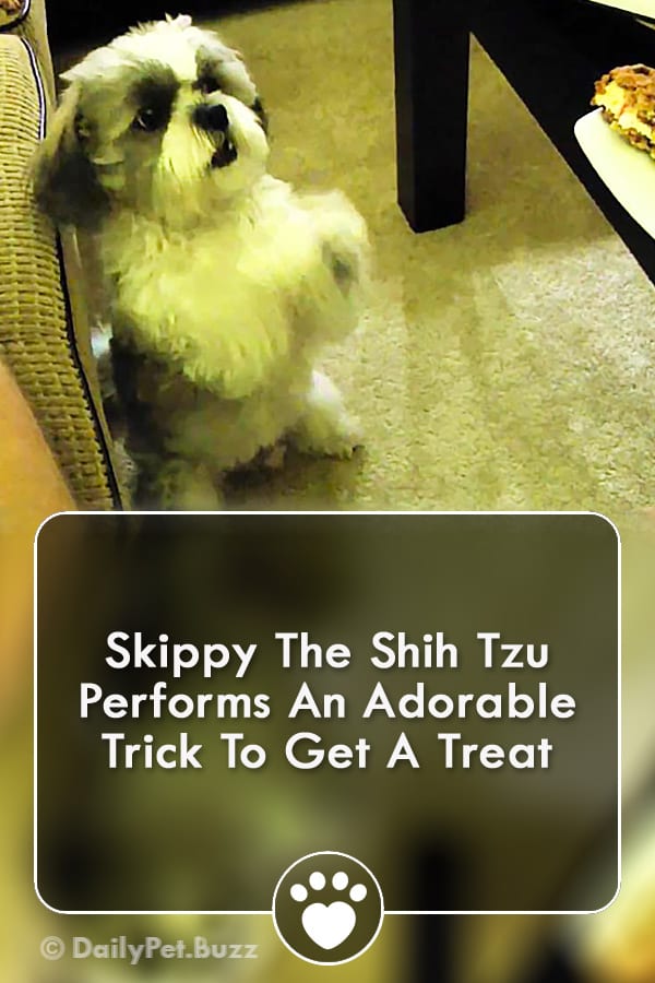 Skippy The Shih Tzu Performs An Adorable Trick To Get A Treat