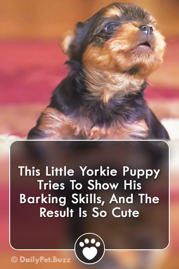 This Little Yorkie Puppy Tries To Show His Barking Skills, And The Result Is So Cute