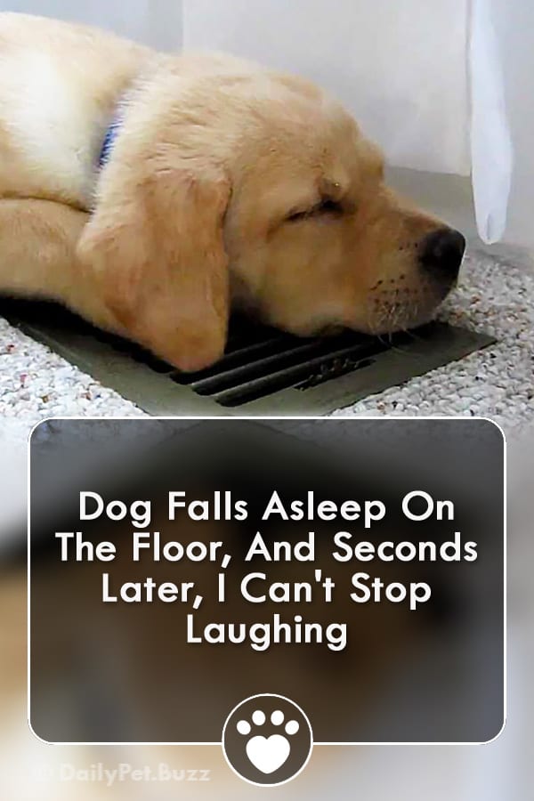 Dog Falls Asleep On The Floor, And Seconds Later, I Can\'t Stop Laughing