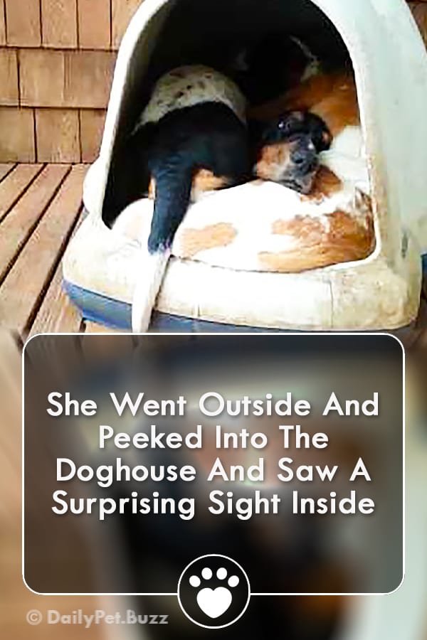 She Went Outside And Peeked Into The Doghouse And Saw A Surprising Sight Inside