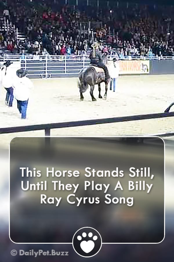This Horse Stands Still, Until They Play A Billy Ray Cyrus Song