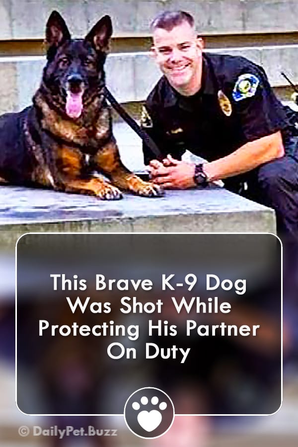 This Brave K-9 Dog Was Shot While Protecting His Partner On Duty