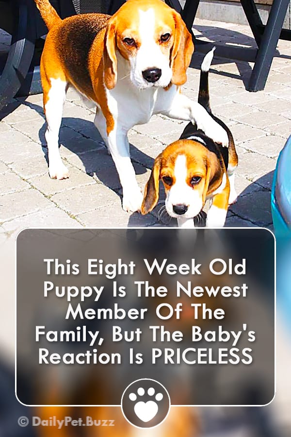 This Eight Week Old Puppy Is The Newest Member Of The Family, But The Baby\'s Reaction Is PRICELESS