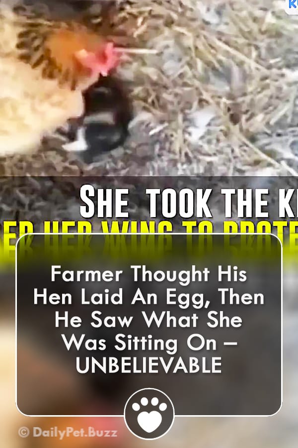 Farmer Thought His Hen Laid An Egg, Then He Saw What She Was Sitting On – UNBELIEVABLE