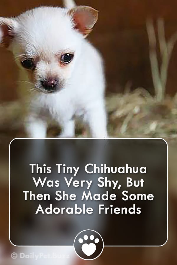This Tiny Chihuahua Was Very Shy, But Then She Made Some Adorable Friends