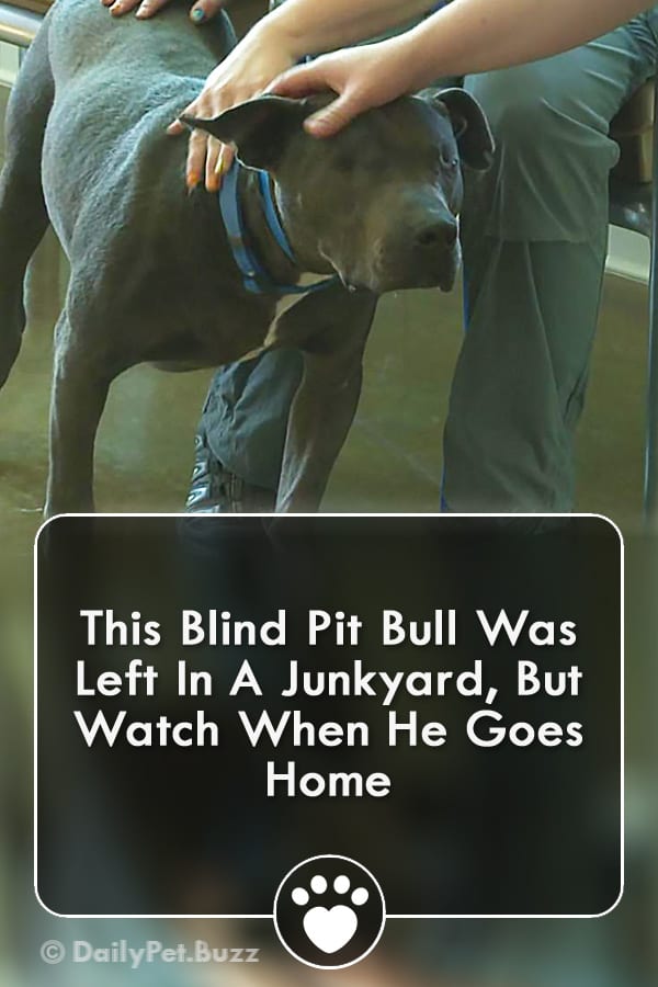 This Blind Pit Bull Was Left In A Junkyard, But Watch When He Goes Home