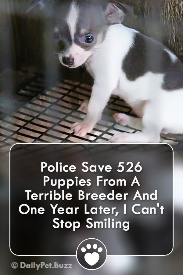 Police Save 526 Puppies From A Terrible Breeder And One Year Later, I Can\'t Stop Smiling