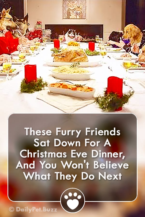 These Furry Friends Sat Down For A Christmas Eve Dinner, And You Won\'t Believe What They Do Next
