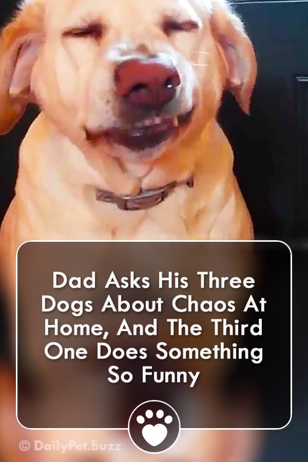 Dad Asks His Three Dogs About Chaos At Home, And The Third One Does Something So Funny