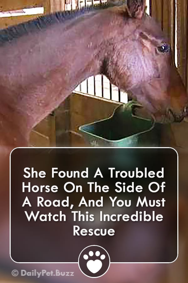 She Found A Troubled Horse On The Side Of A Road, And You Must Watch This Incredible Rescue