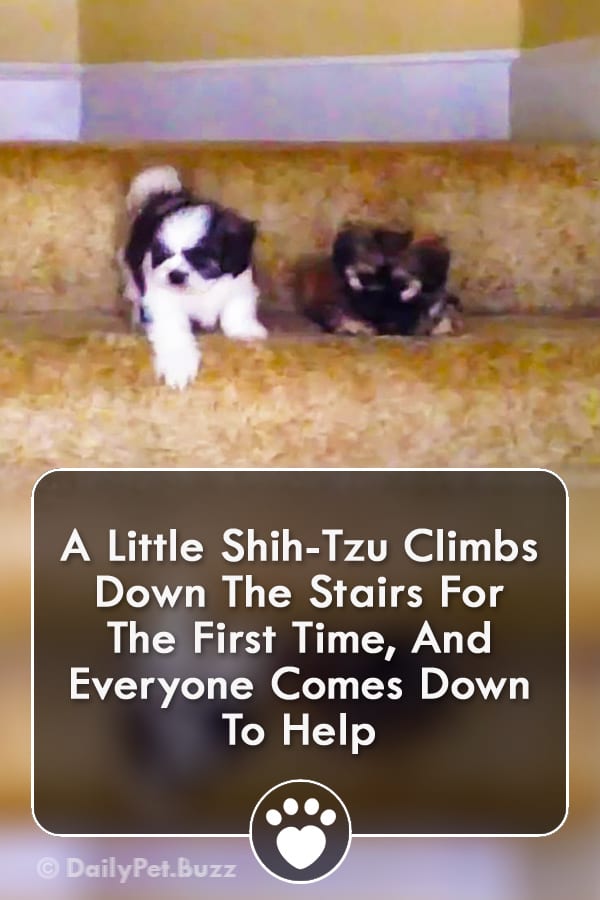 A Little Shih-Tzu Climbs Down The Stairs For The First Time, And Everyone Comes Down To Help