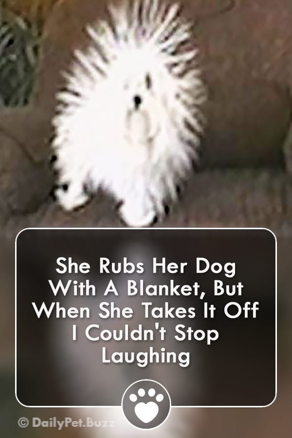 She Rubs Her Dog With A Blanket, But When She Takes It Off I Couldn\'t Stop Laughing