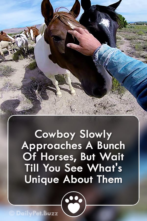 Cowboy Slowly Approaches A Bunch Of Horses, But Wait Till You See What\'s Unique About Them