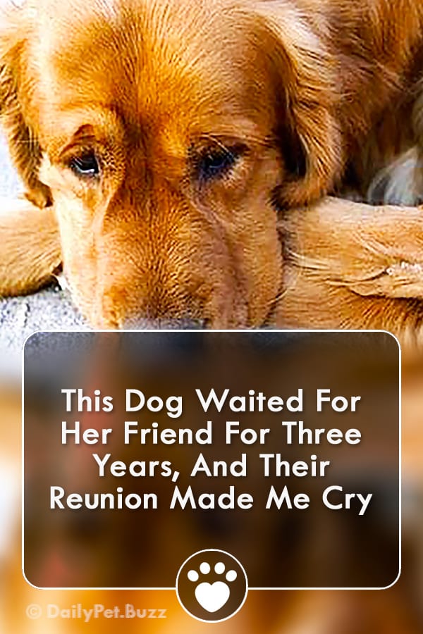 This Dog Waited For Her Friend For Three Years, And Their Reunion Made Me Cry