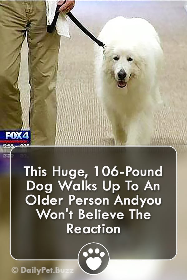 This Huge, 106-Pound Dog Walks Up To An Older Person Andyou Won\'t Believe The Reaction