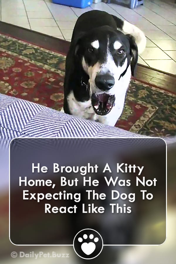 He Brought A Kitty Home, But He Was Not Expecting The Dog To React Like This