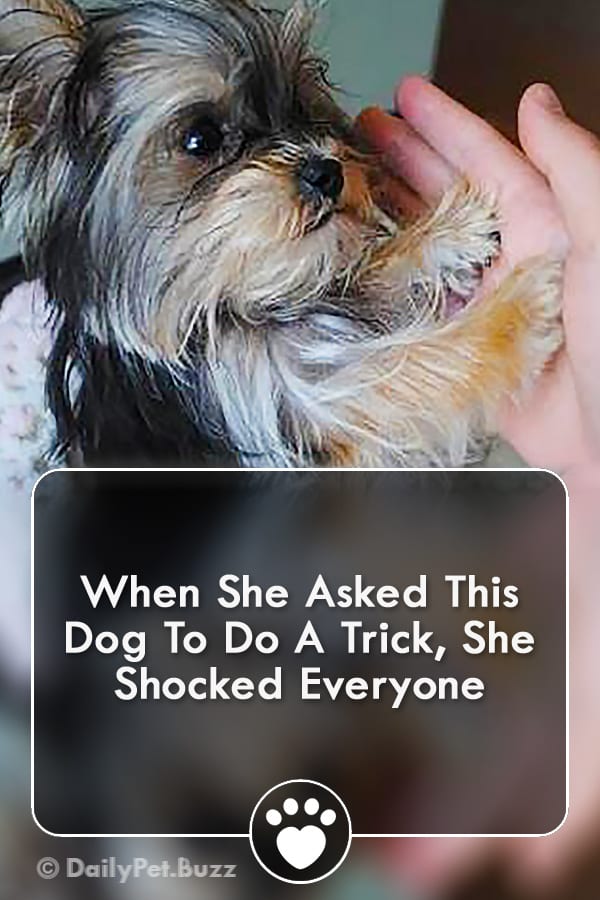 When She Asked This Dog To Do A Trick, She Shocked Everyone