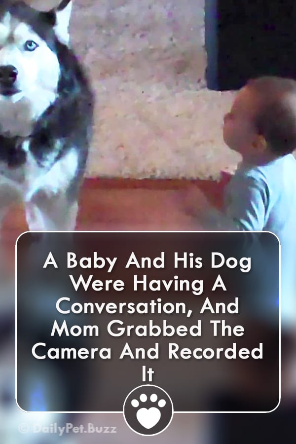 A Baby And His Dog Were Having A Conversation, And Mom Grabbed The Camera And Recorded It