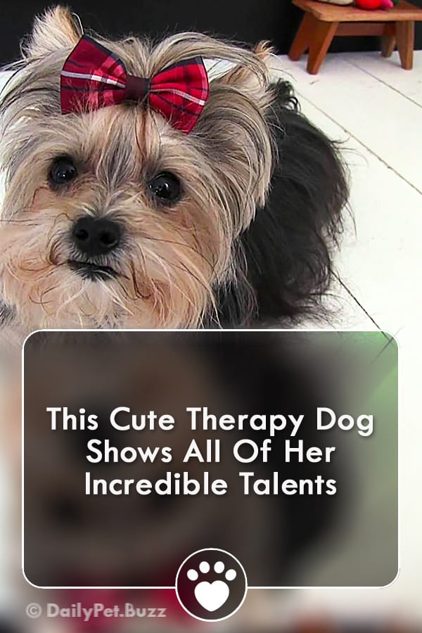 This Cute Therapy Dog Shows All Of Her Incredible Talents