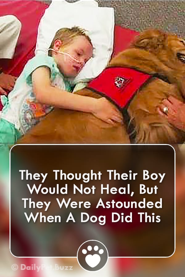 They Thought Their Boy Would Not Heal, But They Were Astounded When A Dog Did This