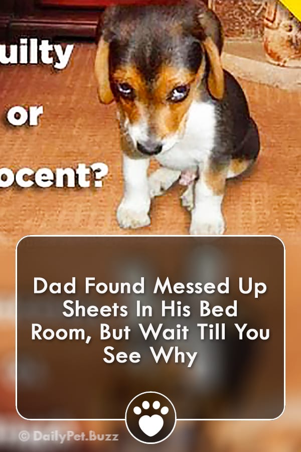 Dad Found Messed Up Sheets In His Bed Room, But Wait Till You See Why