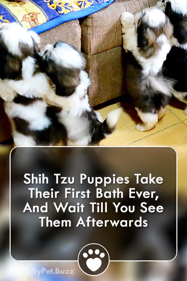 Shih Tzu Puppies Take Their First Bath Ever, And Wait Till You See Them Afterwards