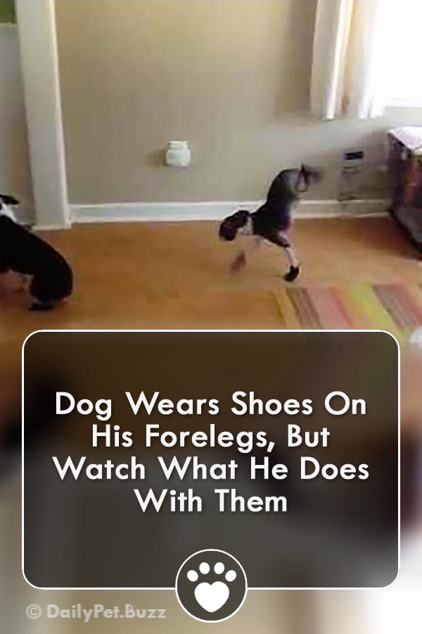 Dog Wears Shoes On His Forelegs, But Watch What He Does With Them