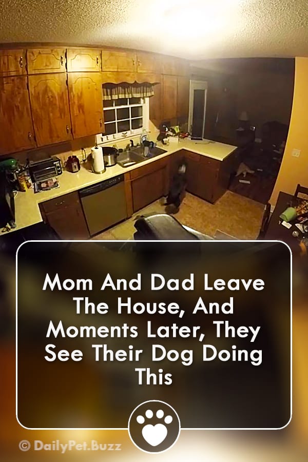 Mom And Dad Leave The House, And Moments Later, They See Their Dog Doing This